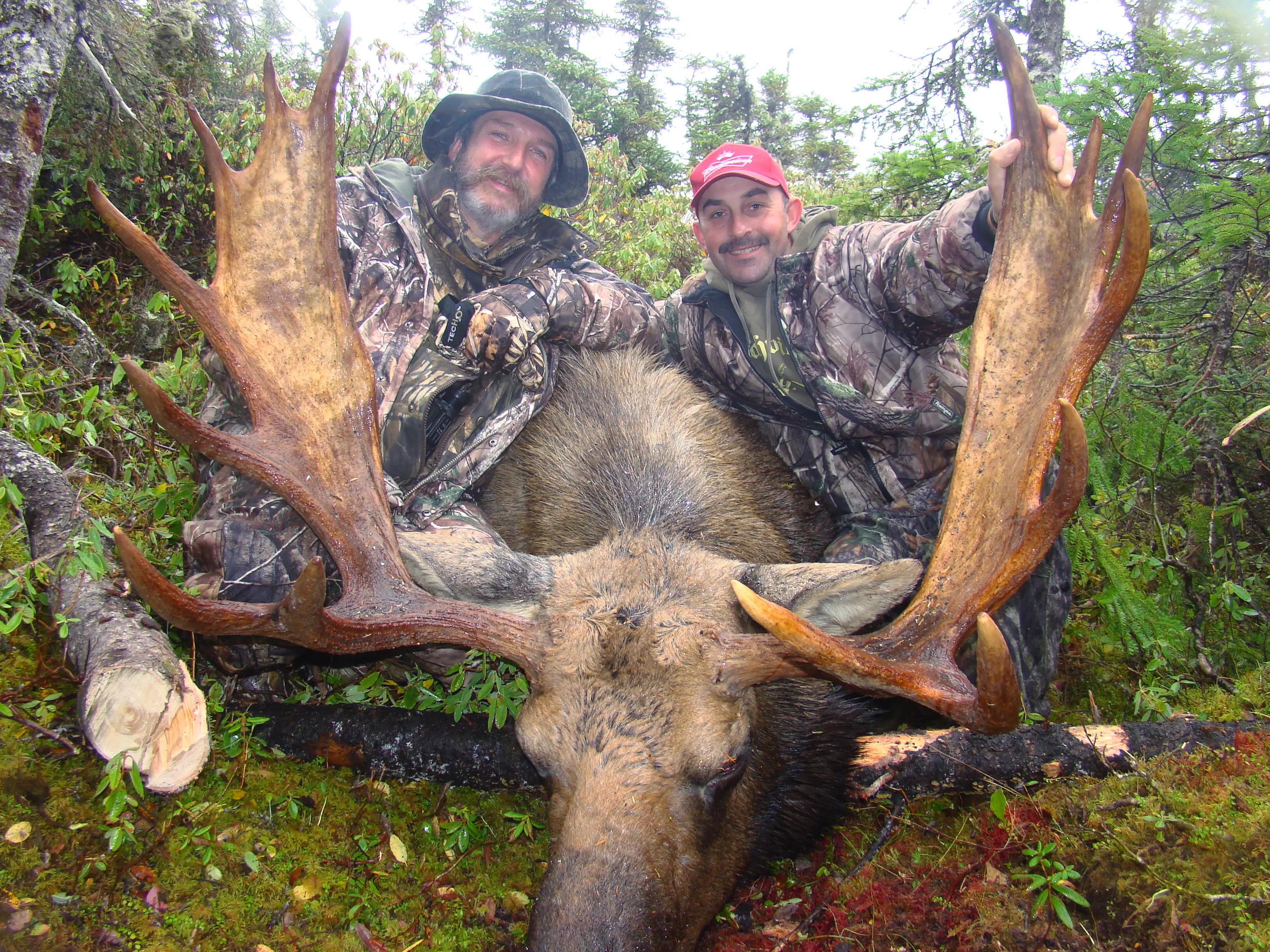 Newfoundland Moose Hunt 10226 - Image 2