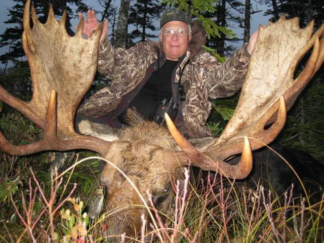 Newfoundland Moose Hunt 10226 - Image 3