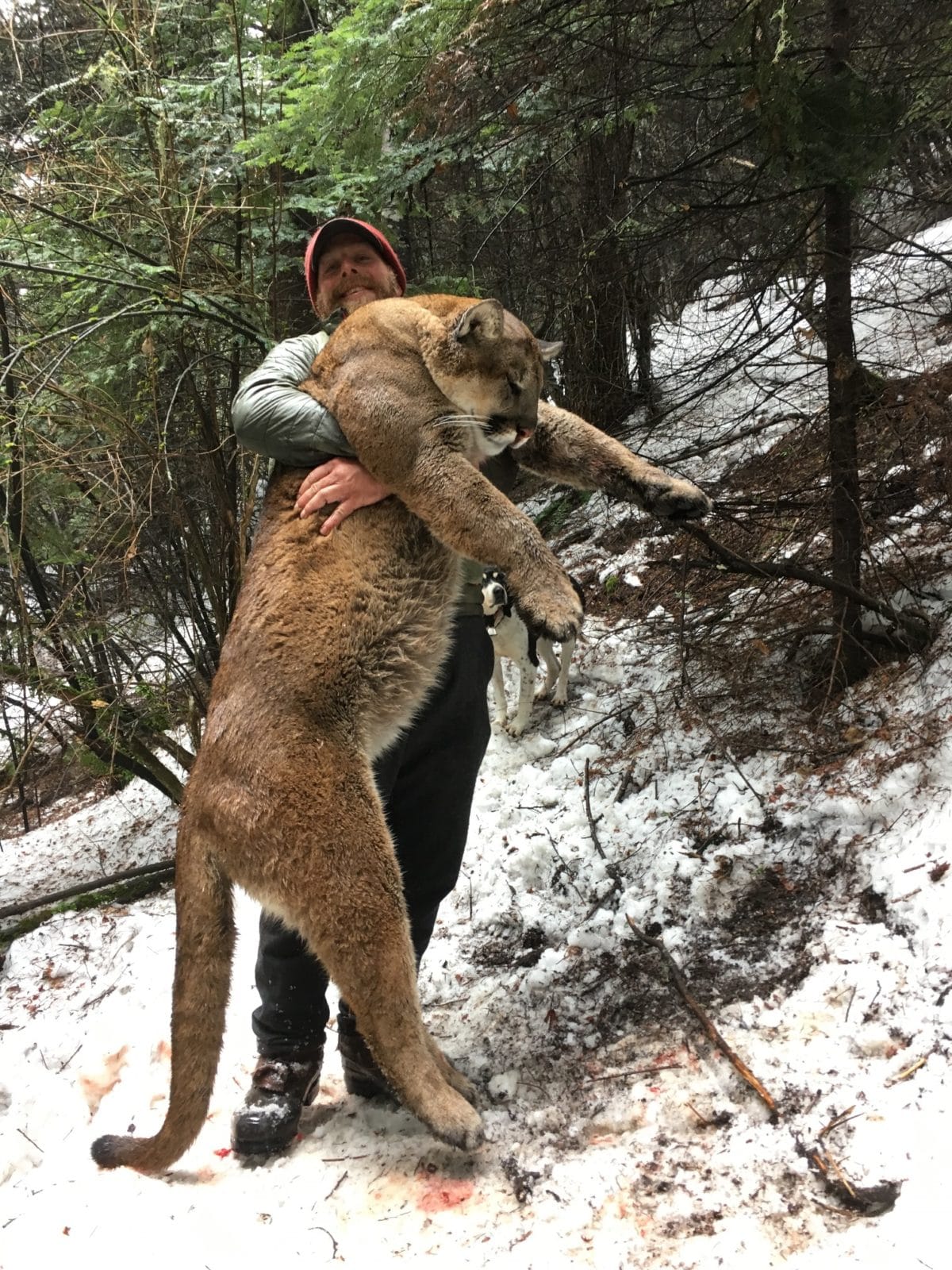 Idaho Mountain Lion Hunt 10260