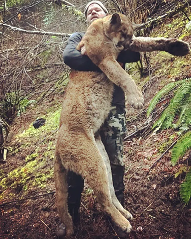Idaho Mountain Lion Hunt 10260 - Image 2