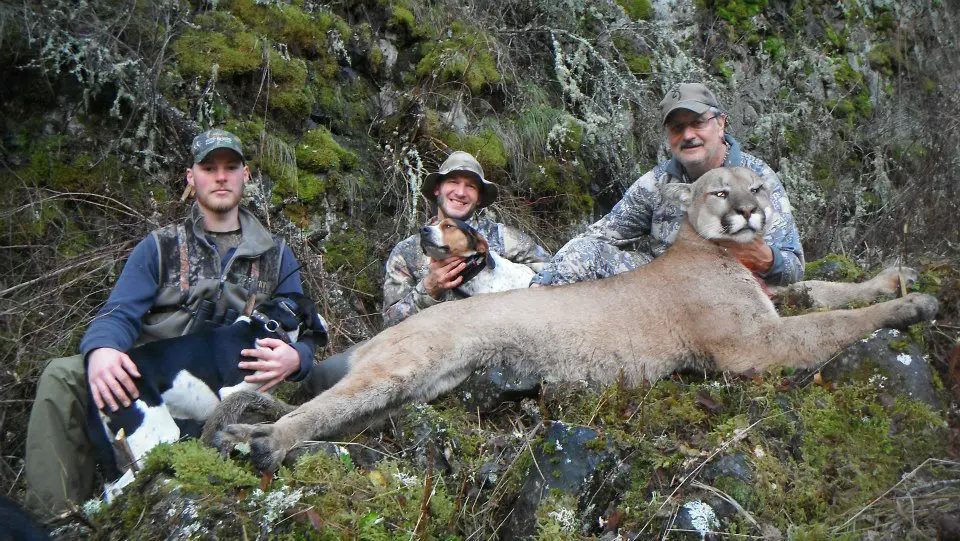 Idaho Mountain Lion Hunt 10260 - Image 4