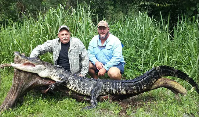 Florida Alligator Hunt 10353 - Image 4