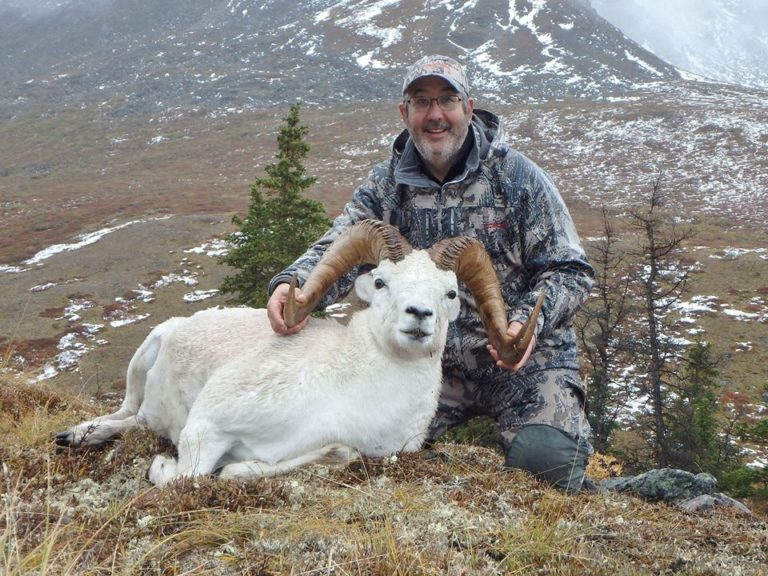 Yukon Dall Sheep 10418