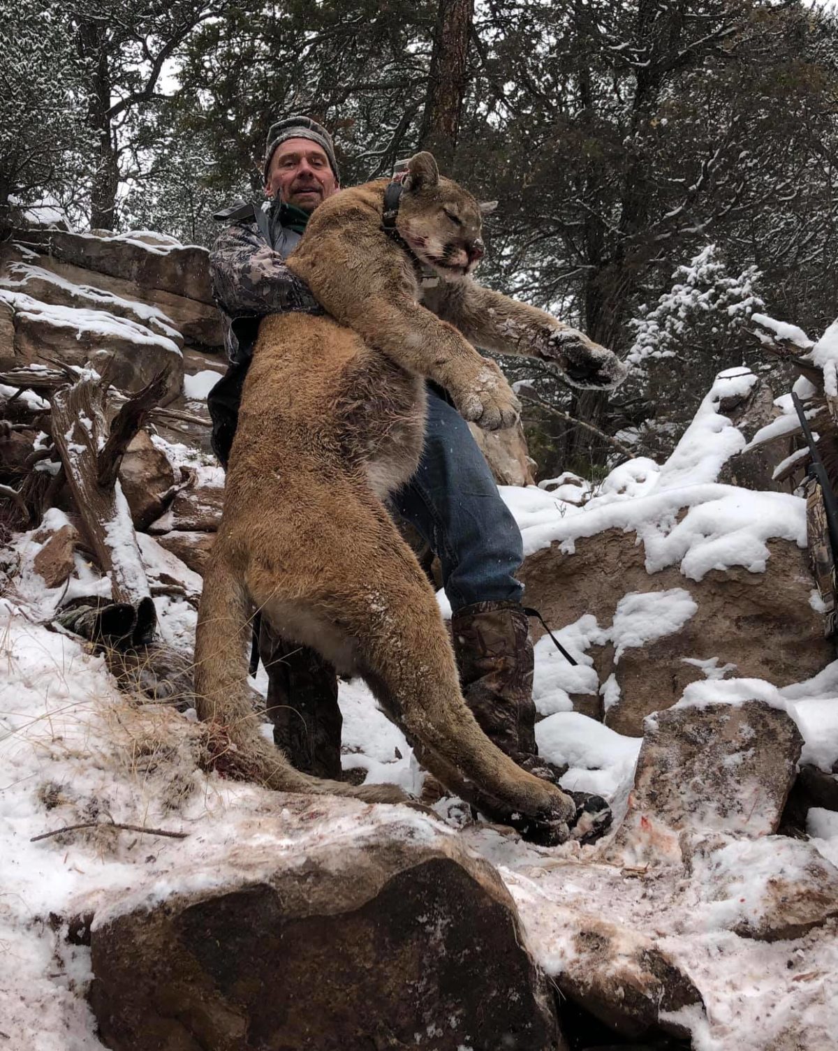 New Mexico Mountain Lion Hunt 10529