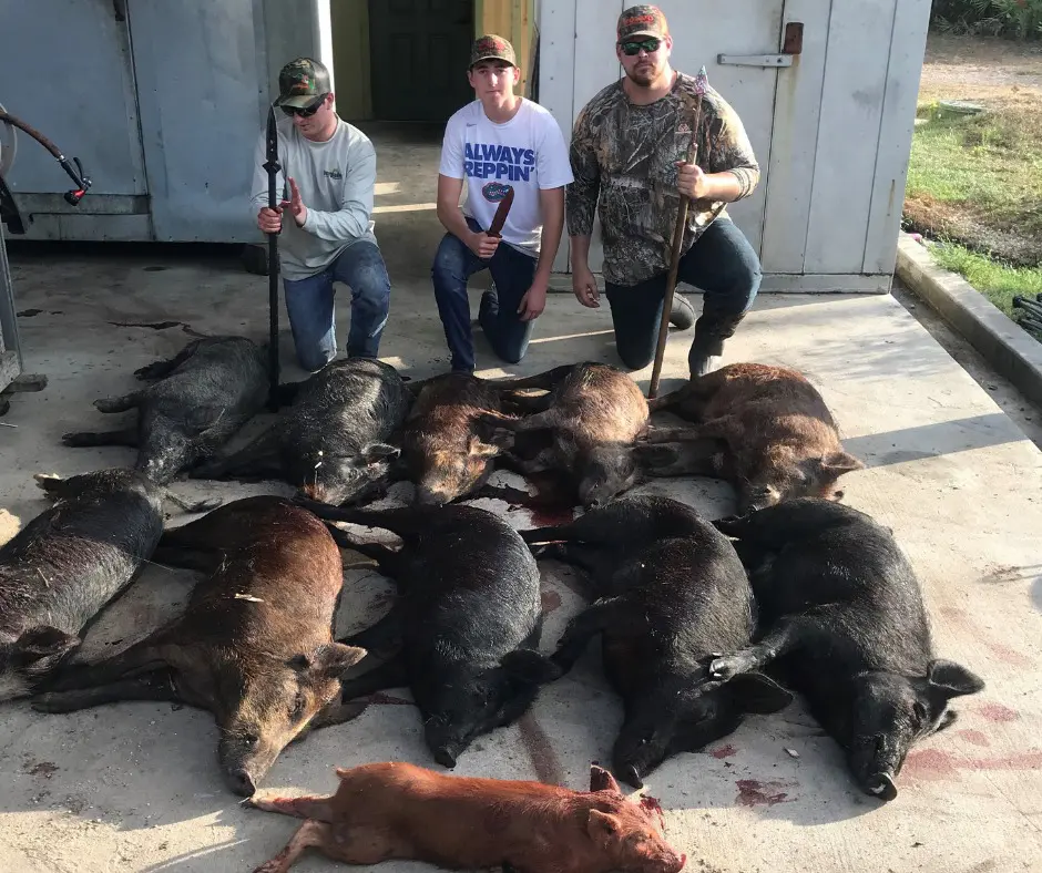 Florida Hog Hunt 10539 - Image 3