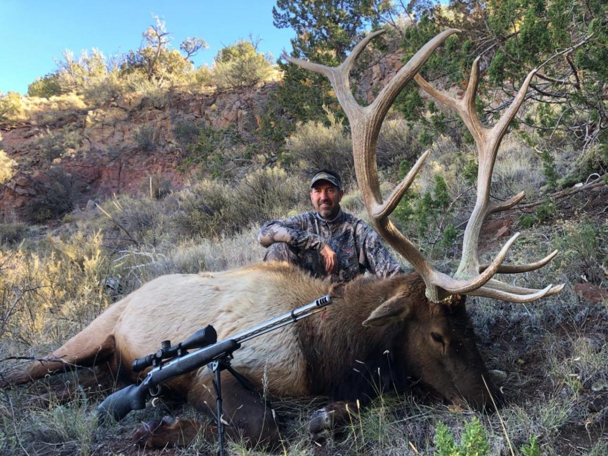 New Mexico Elk 10617