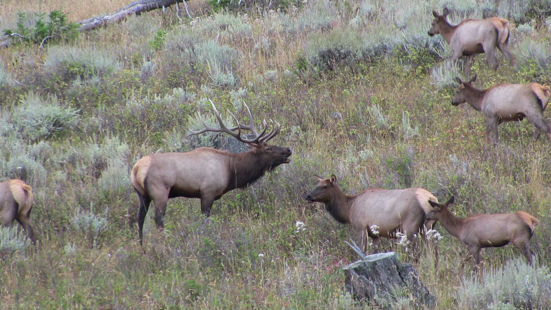 Montana Archery Trophy Elk